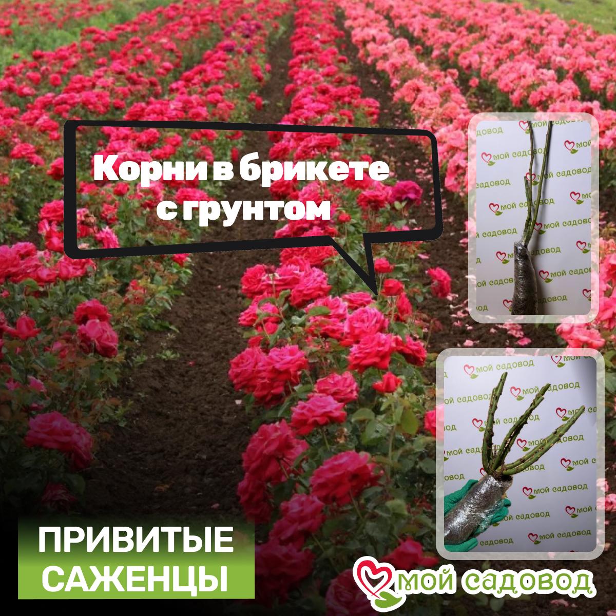 Роза Осирия